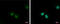 Zinc Finger Protein 266 antibody, GTX123858, GeneTex, Immunofluorescence image 
