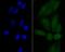 Tumor Protein P53 Inducible Nuclear Protein 1 antibody, A04229, Boster Biological Technology, Immunocytochemistry image 