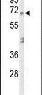 Amylase Alpha 1C (Salivary) antibody, PA5-26528, Invitrogen Antibodies, Western Blot image 