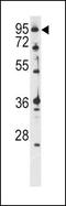 Ataxin 1 antibody, PA5-12413, Invitrogen Antibodies, Western Blot image 