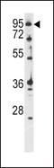 Ataxin 1 antibody, PA5-12413, Invitrogen Antibodies, Western Blot image 