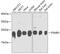 Proteasome Subunit Beta 3 antibody, 23-992, ProSci, Western Blot image 