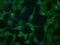 Fc Fragment Of IgG Receptor IIa antibody, GTX84518, GeneTex, Immunofluorescence image 