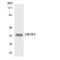 Olfactory Receptor Family 5 Subfamily P Member 3 antibody, LS-C200409, Lifespan Biosciences, Western Blot image 