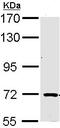 Tripartite Motif Containing 32 antibody, ab96612, Abcam, Western Blot image 