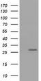 OTU Deubiquitinase, Ubiquitin Aldehyde Binding 2 antibody, LS-C172436, Lifespan Biosciences, Western Blot image 