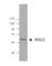 V(D)J recombination-activating protein 2 antibody, 654902, BioLegend, Western Blot image 