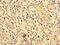 EPH Receptor A1 antibody, CSB-PA007720LA01HU, Cusabio, Immunohistochemistry frozen image 