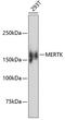 MER Proto-Oncogene, Tyrosine Kinase antibody, 13-990, ProSci, Western Blot image 