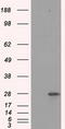 Proteasome Subunit Alpha 7 antibody, CF500690, Origene, Western Blot image 