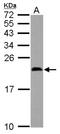 Midkine antibody, NBP2-17289, Novus Biologicals, Western Blot image 