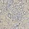 IKAROS Family Zinc Finger 2 antibody, orb186532, Biorbyt, Immunohistochemistry paraffin image 
