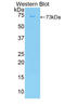 Iodothyronine Deiodinase 2 antibody, LS-C293664, Lifespan Biosciences, Western Blot image 