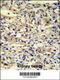 Regulator Of Hemoglobinization And Erythroid Cell Expansion antibody, 62-118, ProSci, Immunohistochemistry paraffin image 