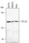 Phospholipase C Beta 3 antibody, AF4716, R&D Systems, Western Blot image 