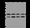 Leucine Rich Repeat Containing 59 antibody, 202068-T36, Sino Biological, Western Blot image 