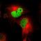 WD Repeat And HMG-Box DNA Binding Protein 1 antibody, HPA001122, Atlas Antibodies, Immunofluorescence image 