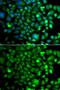 O-Sialoglycoprotein Endopeptidase antibody, GTX33375, GeneTex, Immunofluorescence image 