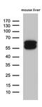 TRNA Aspartic Acid Methyltransferase 1 antibody, MA5-27483, Invitrogen Antibodies, Western Blot image 