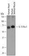 Interleukin 13 Receptor Subunit Alpha 1 antibody, MAB1462, R&D Systems, Western Blot image 