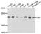 Calcium And Integrin Binding 1 antibody, A4430, ABclonal Technology, Western Blot image 