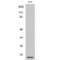 Ribosomal Protein L28 antibody, LS-C385871, Lifespan Biosciences, Western Blot image 