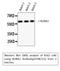 RUNX Family Transcription Factor 2 antibody, STJ96721, St John
