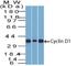 Cyclin D1 antibody, NBP2-44585, Novus Biologicals, Western Blot image 