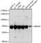 RNA Binding Motif Protein 39 antibody, A15760, ABclonal Technology, Western Blot image 
