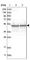 Thioredoxin domain-containing protein 5 antibody, HPA034678, Atlas Antibodies, Western Blot image 