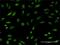 PTTG1 Regulator Of Sister Chromatid Separation, Securin antibody, H00009232-M11, Novus Biologicals, Immunofluorescence image 