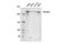 Vir Like M6A Methyltransferase Associated antibody, 88358S, Cell Signaling Technology, Western Blot image 