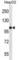 Toll Like Receptor 7 antibody, abx027554, Abbexa, Western Blot image 