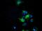 Ephrin A2 antibody, GTX84588, GeneTex, Immunofluorescence image 