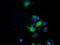 ELF-1 antibody, GTX84588, GeneTex, Immunofluorescence image 