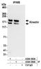 Kinectin 1 antibody, A304-383A, Bethyl Labs, Immunoprecipitation image 