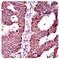 ATP Binding Cassette Subfamily G Member 5 antibody, NBP2-23488, Novus Biologicals, Immunohistochemistry paraffin image 