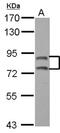 Exocyst Complex Component 3 antibody, NBP2-20282, Novus Biologicals, Western Blot image 