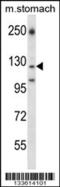 Laminin Subunit Gamma 2 antibody, 57-399, ProSci, Western Blot image 