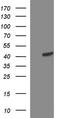 Thioredoxin domain-containing protein 5 antibody, TA507261S, Origene, Western Blot image 