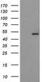 Protein O-Fucosyltransferase 2 antibody, TA504982, Origene, Western Blot image 