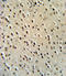 Hypoxanthine Phosphoribosyltransferase 1 antibody, LS-C165003, Lifespan Biosciences, Immunohistochemistry paraffin image 