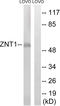 Solute Carrier Family 30 Member 1 antibody, LS-C120483, Lifespan Biosciences, Western Blot image 
