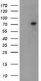 Tigger Transposable Element Derived 1 antibody, M17411, Boster Biological Technology, Western Blot image 