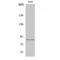 Enhancer Of Zeste 1 Polycomb Repressive Complex 2 Subunit antibody, LS-B13973, Lifespan Biosciences, Western Blot image 