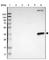 CD20 antibody, HPA014341, Atlas Antibodies, Western Blot image 