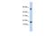 Testis-expressed sequence 19 protein antibody, GTX45134, GeneTex, Western Blot image 