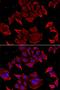 Titin-Cap antibody, LS-C334929, Lifespan Biosciences, Immunofluorescence image 