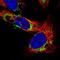 OCIA Domain Containing 2 antibody, NBP1-82682, Novus Biologicals, Immunofluorescence image 
