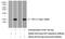 Protein translation factor SUI1 homolog antibody, 15276-1-AP, Proteintech Group, Western Blot image 